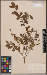 Salix aurita L. x Salix repens L.